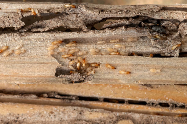 Best Insect Control  in Cudjoe Key, FL