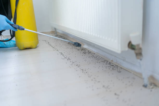 Best Affordable Pest Control Services  in Cudjoe Key, FL